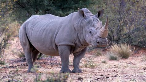 largest rhino ever recorded.